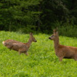 "Spotkanie na łące" Michał (SP 5 Wadowice) I miejsce
