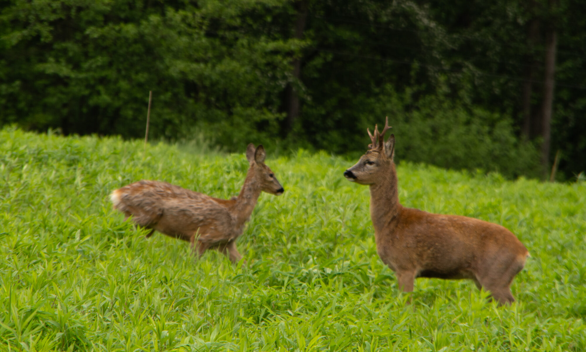 "Spotkanie na łące" Michał (SP 5 Wadowice) I miejsce